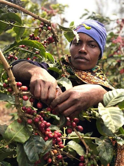 Tchanqué Gourmet, Torréfacteur de Café à La Teste-de-Buch