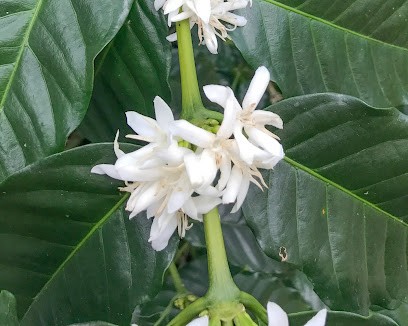 Le Café De Gloria, Torréfacteur de Café à Murat-sur-Vèbre