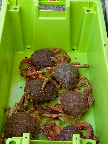 Café Du Moulin, Café à Saint-Méloir-des-Ondes